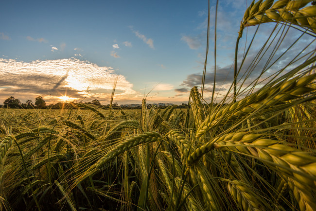 Обои картинки фото природа, поля, колосья