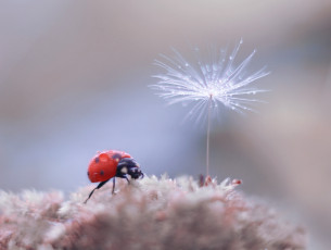 Картинка животные божьи+коровки боке фон одуванчик окрас божья коровка