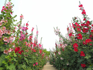 Картинка цветы мальвы мальва лето окрас цветение