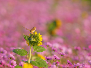 Картинка животные птицы цветок поле птица фон красота природа