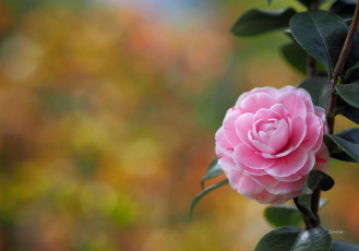 Картинка цветы камелии цветение цвет камелия лепестки кустарник