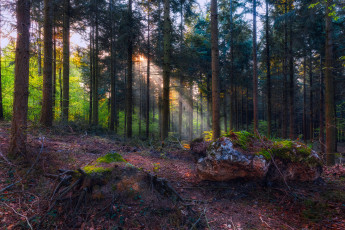 Картинка природа лес деревья