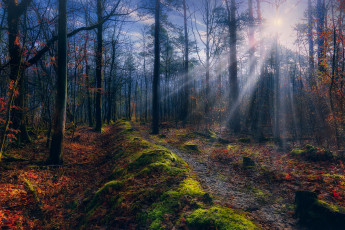 Картинка природа лес деревья