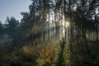 Картинка природа лес деревья