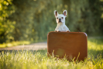 Картинка животные собаки собака французский бульдог трава кейс