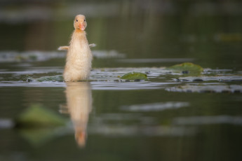 Картинка животные утки плывет вода утка размах крылья