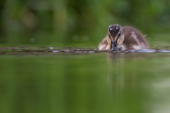 Картинка животные утки река плывет вода детеныш утка