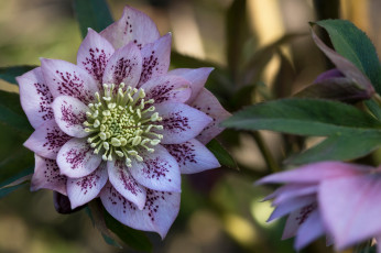 Картинка цветы цвет цветение