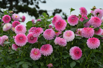 Картинка цветы хризантемы красота цвет хризантема лепестки цветение