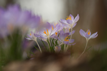 обоя цветы, крокусы, цветение, лепестки, цвет, фон