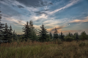 Картинка природа лес деревья