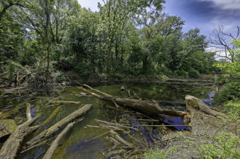 Картинка природа реки озера лес река