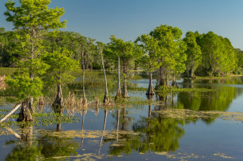 Картинка природа реки озера лес река
