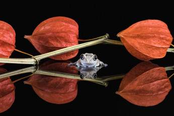 Картинка животные лягушки боке фон взгляд милашка лягушка