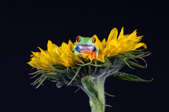 Картинка животные лягушки фон окрас лягушка лист