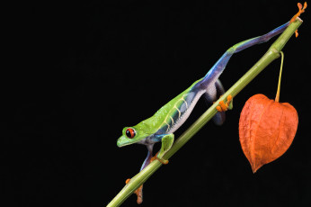 Картинка животные лягушки фон палочка окрас лягушка