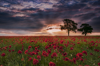 Картинка природа поля рассвет