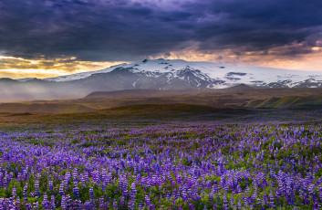 Картинка природа луга цветы цветение облака красота луг