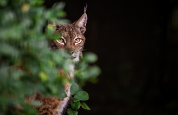 Картинка животные рыси фон хищник взгляд ушки рысь