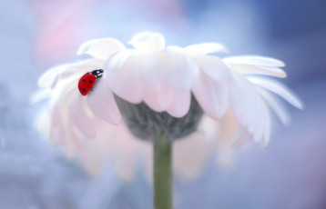 Картинка животные божьи+коровки фон одуванчик окрас божья коровка боке