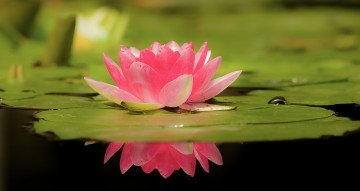 Картинка цветы лотосы лепестки красиво лотос боке листок