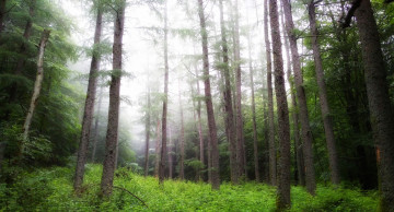 Картинка природа лес деревья