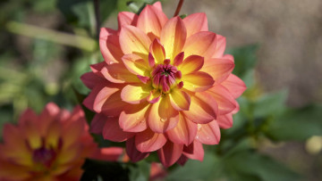 Картинка цветы хризантемы хризантема цвет лепестки цветение