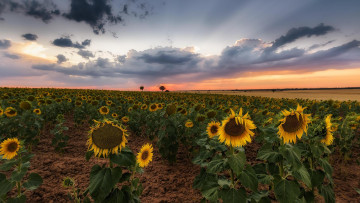 Картинка цветы подсолнухи пейзаж поле закат