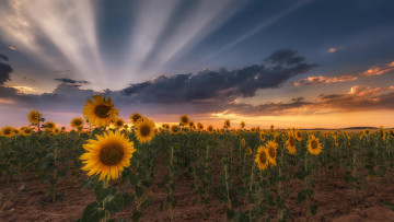 Картинка цветы подсолнухи пейзаж поле закат