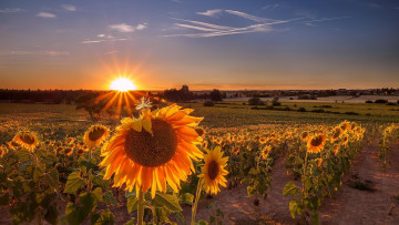 Картинка цветы подсолнухи пейзаж поле закат
