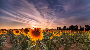 Картинка цветы подсолнухи закат пейзаж поле