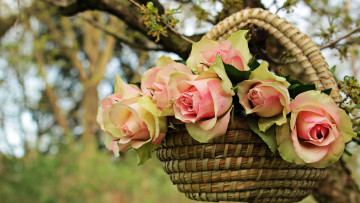 обоя цветы, розы, ветка, листья, дерево, нежные, бутоны, лукошко, фон, природа, букет, корзинка, роза, лепестки, висят, лето, розовые, сад, висит, композиция