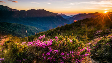 Картинка природа горы холмы закат сказка пейзаж даль ярко чудесно ёлочки ели небо кусты зелень красота рододендроны вид весна сказочно цветы солнце горизонт цветение облака лучи вечер дымка растительность туман вершины розовые блики лес склон высота