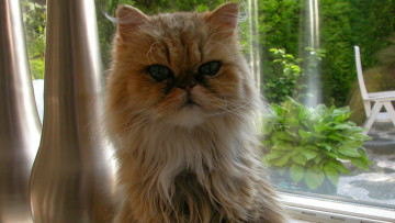 Картинка животные коты кошка