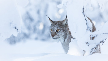 Картинка животные рыси кисточки ушки животное рысь красота взгляд окрас