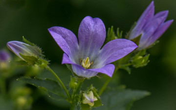 Картинка цветы колокольчики макро