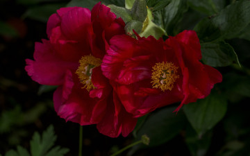 Картинка цветы пионы макро лепестки