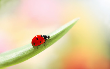 Картинка животные божьи+коровки боке фон цветы окрас божья коровка