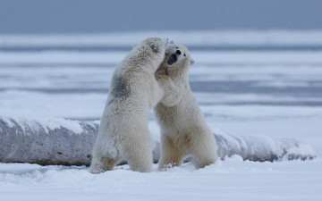Картинка животные медведи вдвоем медвежата пасть берег выяснение отношений борьба дикая мишка конкуренция арктика игра драка мишутка снег мишки соперничество поза оппозиционеры медвежонок