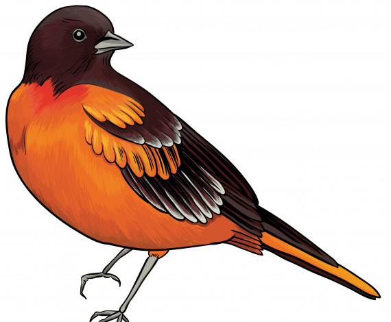 Обои картинки фото рисованное, животные,  птицы, птица, фон