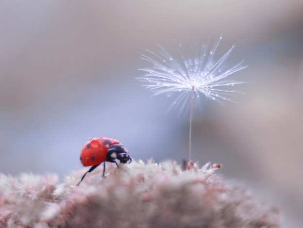 Обои картинки фото животные, божьи коровки, боке, фон, одуванчик, окрас, божья, коровка