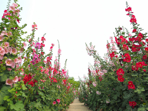 Обои картинки фото цветы, мальвы, мальва, лето, окрас, цветение