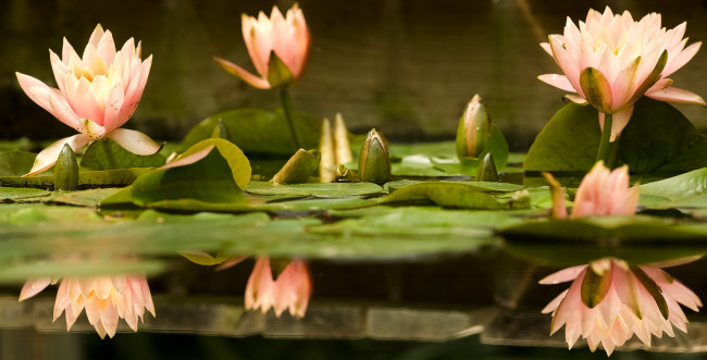 Обои картинки фото цветы, лотосы, листок, боке, лепестки, красиво, лотос