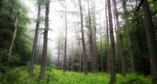 Обои картинки фото природа, лес, деревья