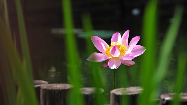 Обои картинки фото цветы, лотосы, фон, пеньки, размытие, брёвна, цветок, листья, свет, розовый, лепетки, озеро, водоем, лотос, пруд