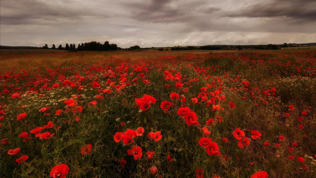 Обои картинки фото цветы, маки, пейзаж, поле, закат
