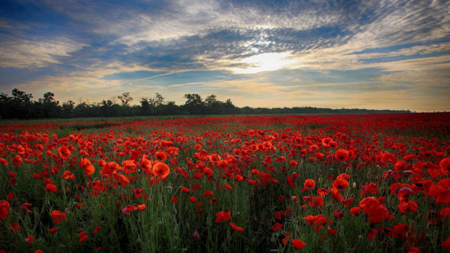 Обои картинки фото цветы, маки, поле, закат, пейзаж