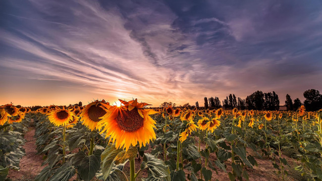 Обои картинки фото цветы, подсолнухи, закат, пейзаж, поле