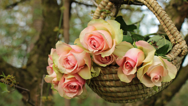 Обои картинки фото цветы, розы, ветки, бутоны, букет, природа, сад, висит, лукошко, композиция, сучок, листья, нежные, фон, корзинка, деревья, роза, боке, лепестки, висят, лето, розовые