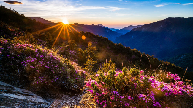Обои картинки фото природа, горы, кусты, синева, вид, вершины, лес, вечер, холмы, солнце, горизонт, чудесно, розовые, туман, красота, закат, пейзаж, ярко, блики, высота, облака, склон, цветы, лучи, даль, рододендроны, небо, сказочно